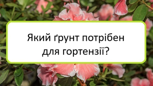 yakyy-grunt-potriben-dlya-hortenziyi yakyy-grunt-potriben-dlya-hortenziyi