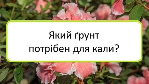 yakyy-grunt-potriben-dlya-kaly yakyy-grunt-potriben-dlya-kaly