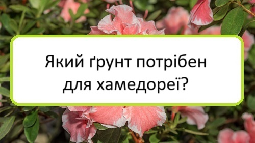 yakyy-grunt-potriben-dlya-khamodereyi yakyy-grunt-potriben-dlya-khamodereyi