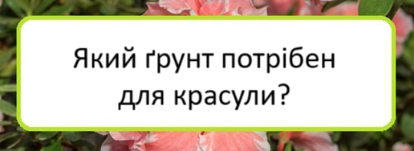 yakyy-grunt-potriben-dlya-krasuly