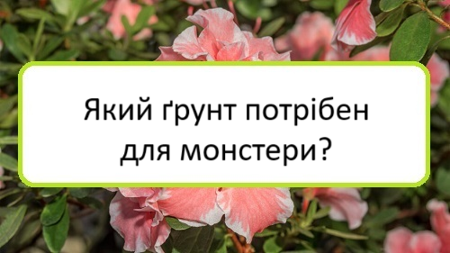 yakyy-grunt-potriben-dlya-monstery yakyy-grunt-potriben-dlya-monstery