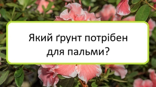 yakyy-grunt-potriben-dlya-palʹmy yakyy-grunt-potriben-dlya-palʹmy