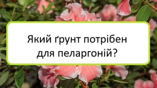 yakyy-grunt-potriben-dlya-pelarhoniy