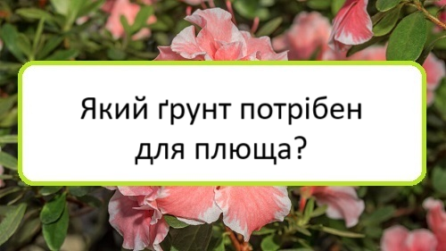 yakyy-grunt-potriben-dlya-plyushcha yakyy-grunt-potriben-dlya-plyushcha