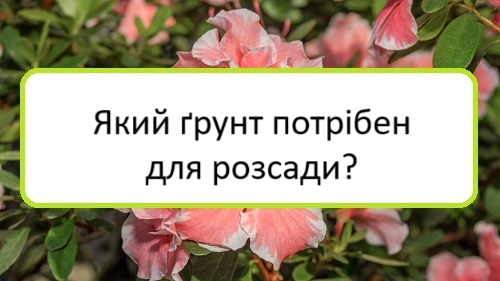 yakyy-grunt-potriben-dlya-rozsady yakyy-grunt-potriben-dlya-rozsady
