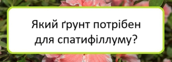 yakyy-grunt-potriben-dlya-spatyfillumu