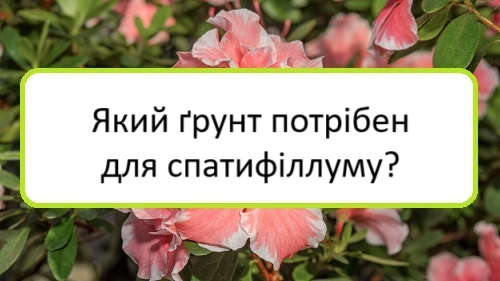 yakyy-grunt-potriben-dlya-spatyfillumu yakyy-grunt-potriben-dlya-spatyfillumu