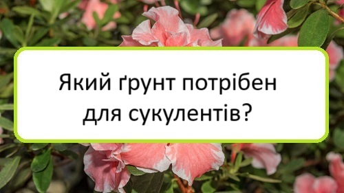 yakyy-grunt-potriben-dlya-sukulentiv yakyy-grunt-potriben-dlya-sukulentiv