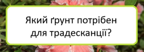 yakyy-grunt-potriben-dlya-tradeskantsiyi