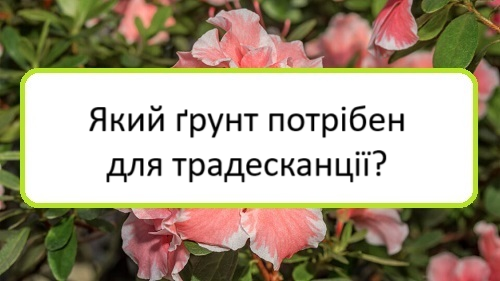 yakyy-grunt-potriben-dlya-tradeskantsiyi yakyy-grunt-potriben-dlya-tradeskantsiyi