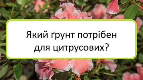 yakyy-grunt-potriben-dlya-tsytrusovykh yakyy-grunt-potriben-dlya-tsytrusovykh